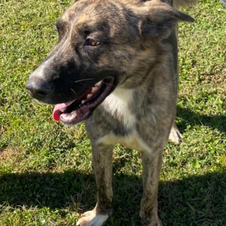 Jack, Adoptable, Adult Male Dutch Shepherd.
