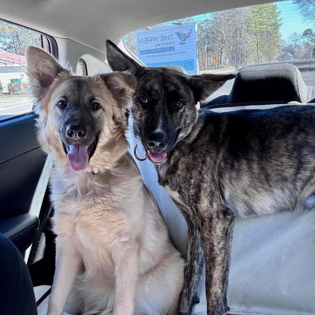 Jack, a Adoptable Dutch Shepherd in Myrtle Beach, SC image 2/2