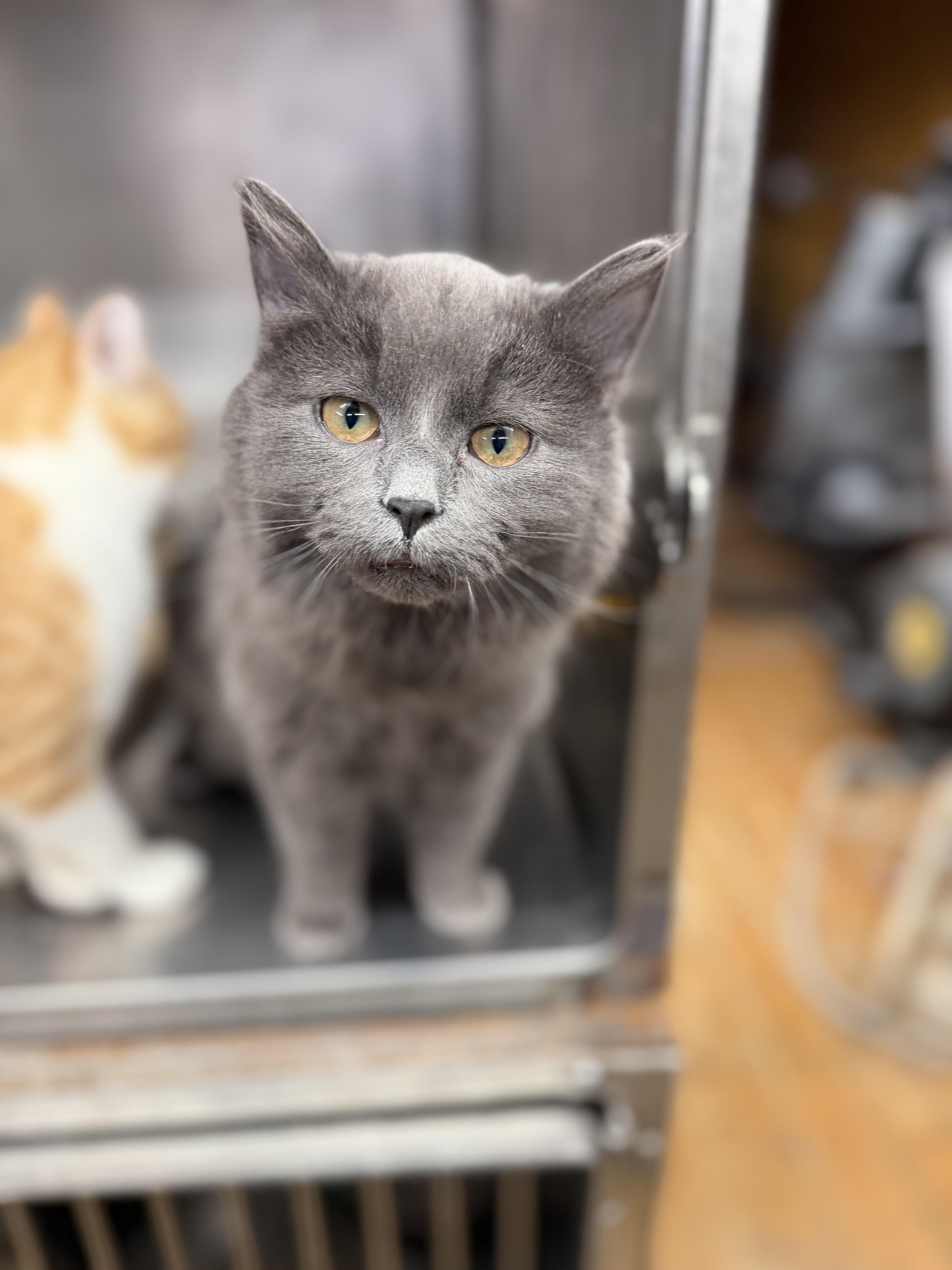 Enlarge Storm, a Adoptable Domestic Short Hair in Elwood, IL image 5/6