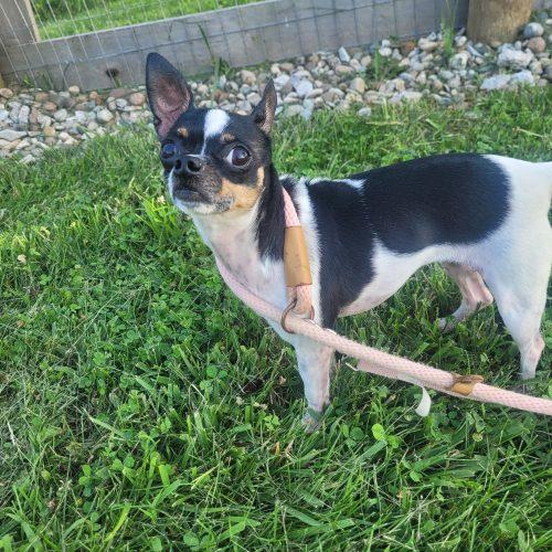 Daisy 5819 D, Adoptable, Adult Female Chihuahua.
