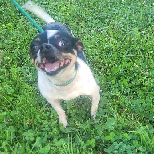 Enlarge Daisy 5819 D, a Adoptable Chihuahua in Frankfort, KY image 2/5