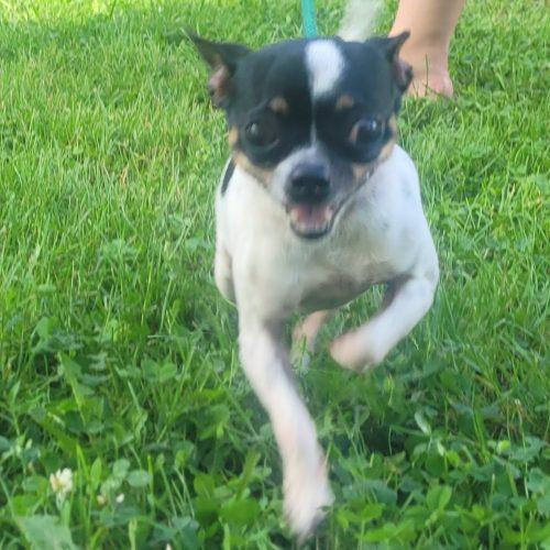 Enlarge Daisy 5819 D, a Adoptable Chihuahua in Frankfort, KY image 3/5