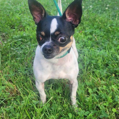 Enlarge Daisy 5819 D, a Adoptable Chihuahua in Frankfort, KY image 4/5