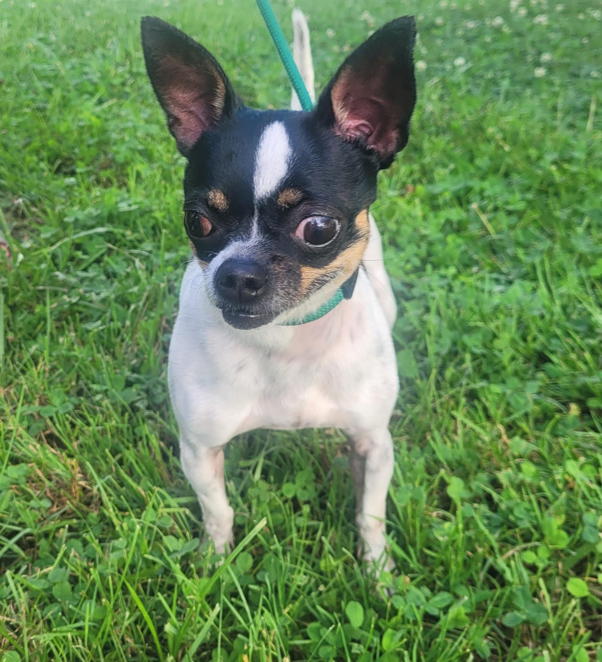 Daisy 5819 D, a Adoptable Chihuahua in Frankfort, KY image 5/6