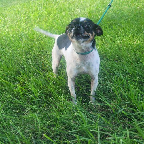 Enlarge Daisy 5819 D, a Adoptable Chihuahua in Frankfort, KY image 5/5