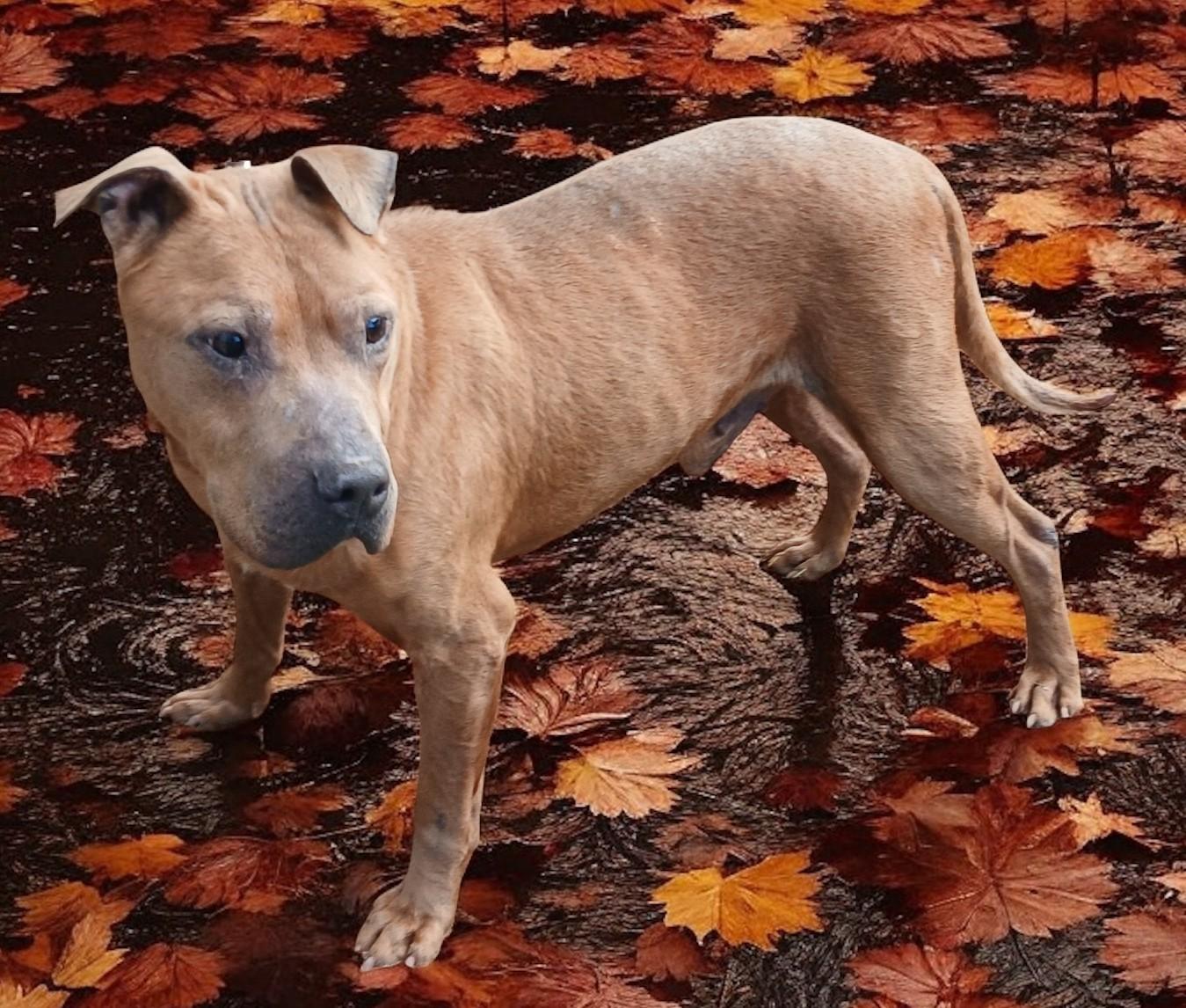 Enlarge Survivor, a Adoptable Mixed Breed image 1/1