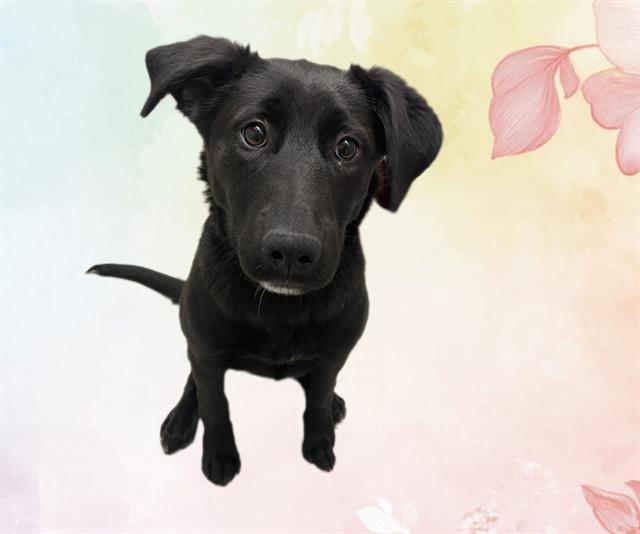 Enlarge DUNKIN DOUGHNUTS, a Adoptable mixed breed in Auburn, CA image 1/1