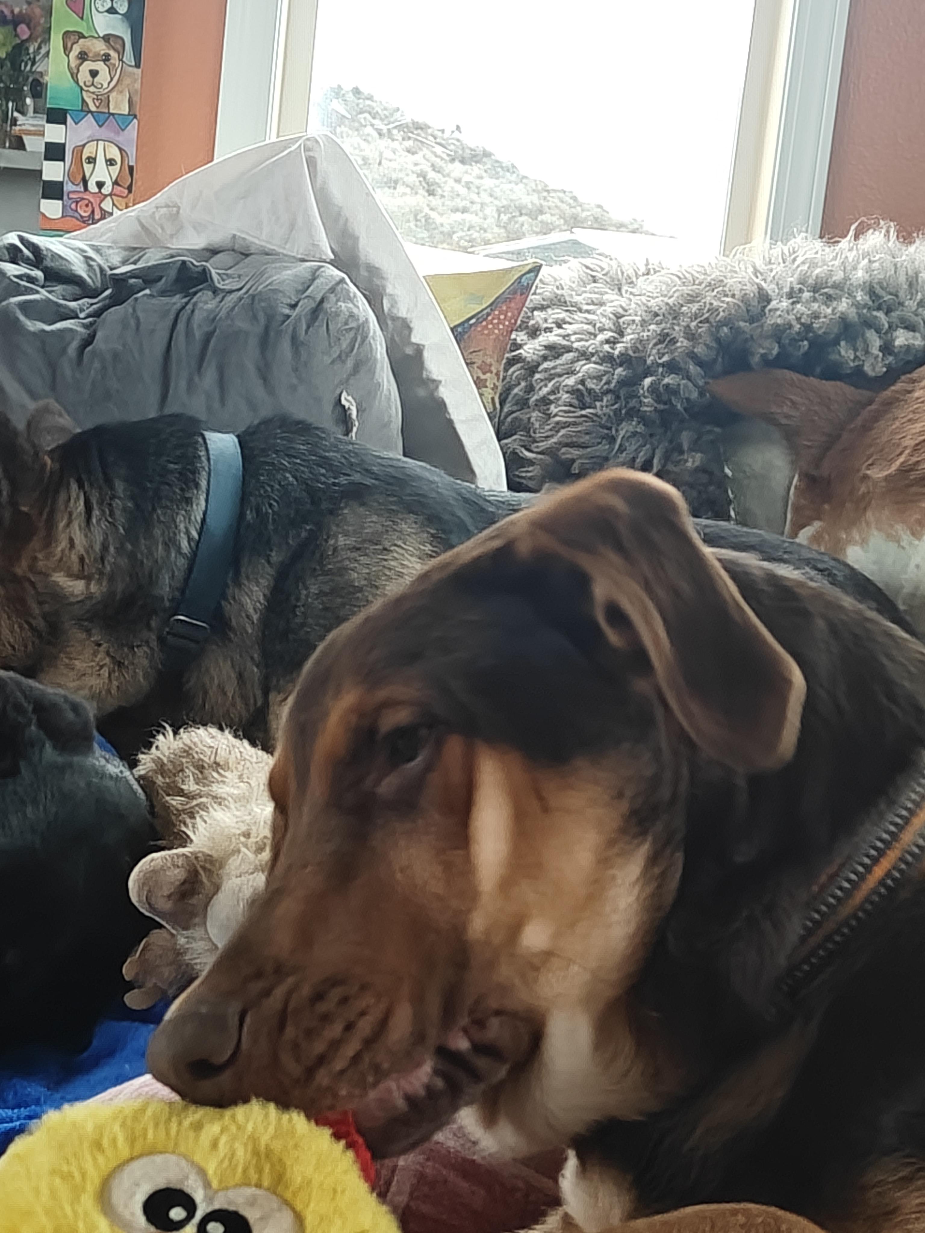 Arne, a ADOPTABLE mixed breed in Ellensburg, WA image 3/4