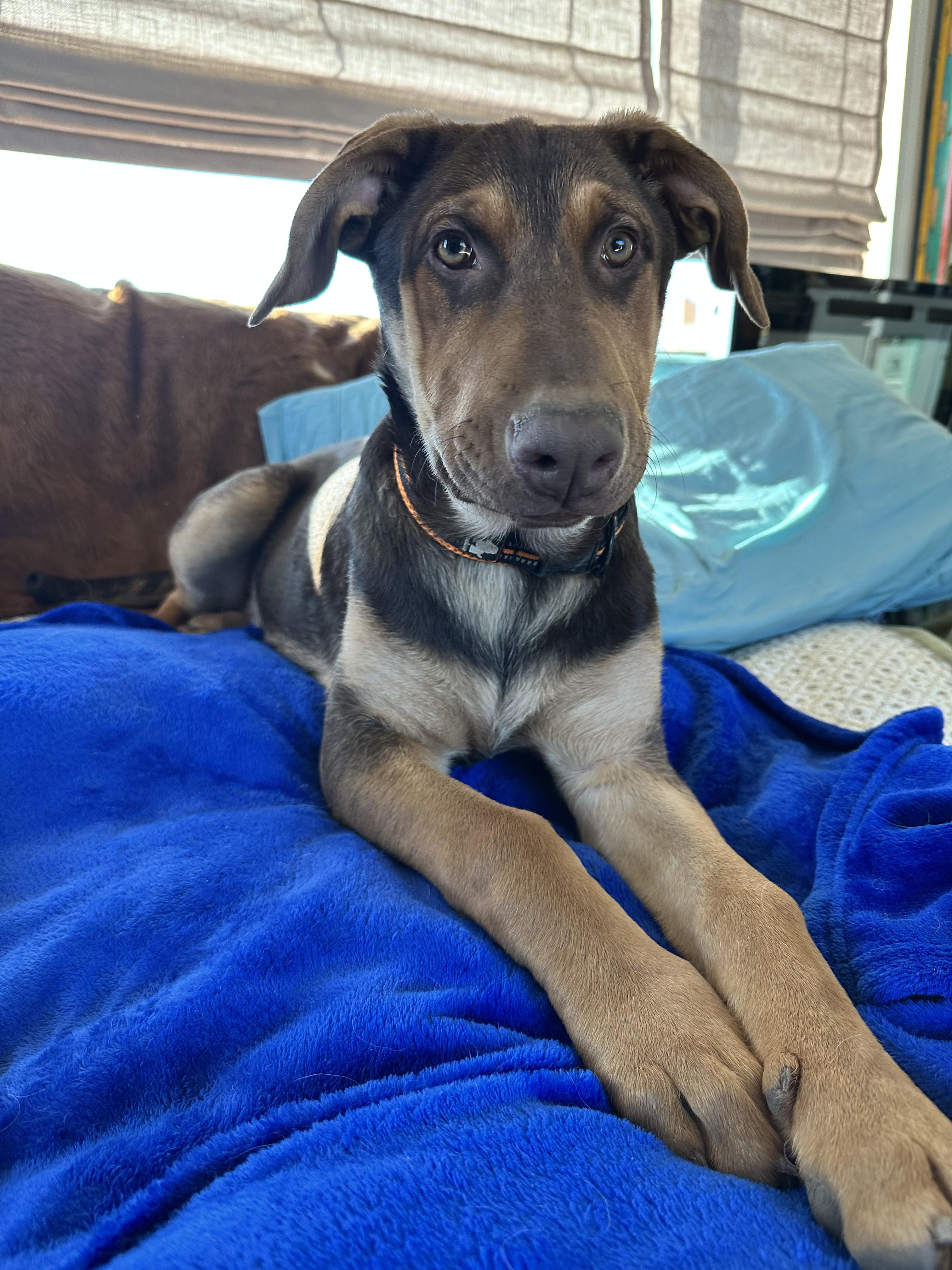 Arne, a ADOPTABLE mixed breed in Ellensburg, WA image 1/4