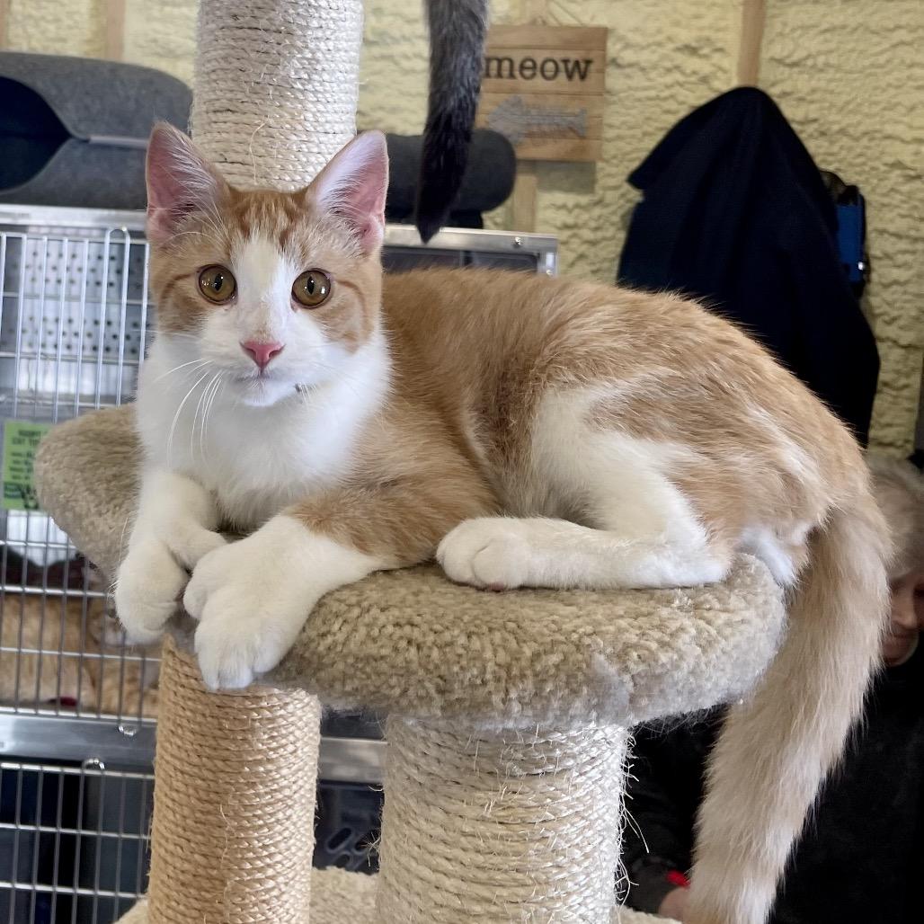 Toeny, Adoptable, Young Male Domestic Short Hair & Extra-Toes Cat / Hemingway Polydactyl.