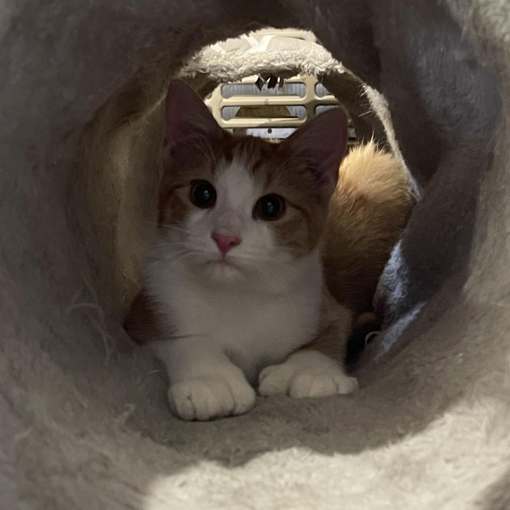 Toeny, a Adoptable mixed breed in Park Falls, WI image 2/4