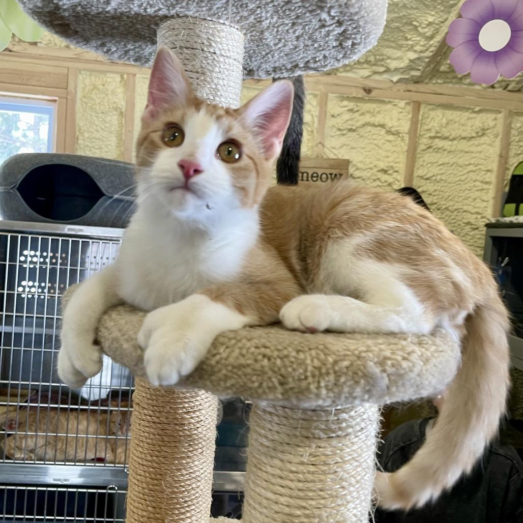 Toeny, a Adoptable mixed breed in Park Falls, WI image 3/4