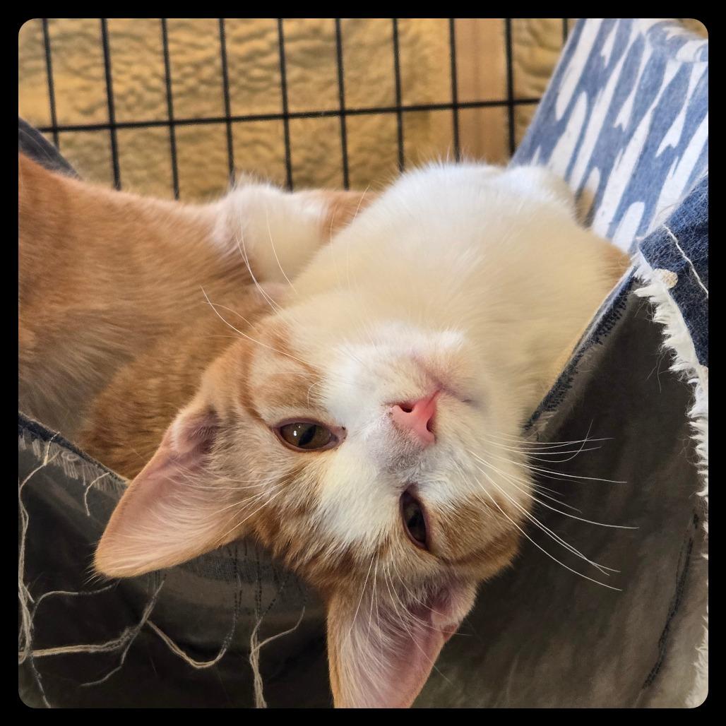 Toeny, a Adoptable mixed breed in Park Falls, WI image 4/4