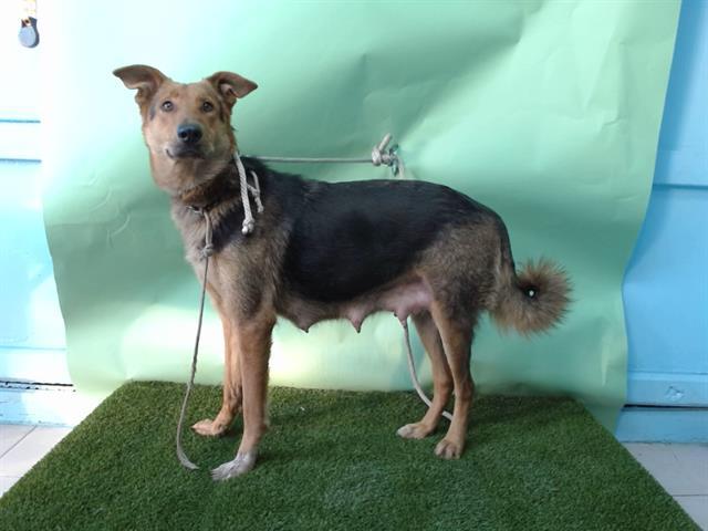 MATILDA, Adoptable, Young Female German Shepherd Dog & Mixed Breed.