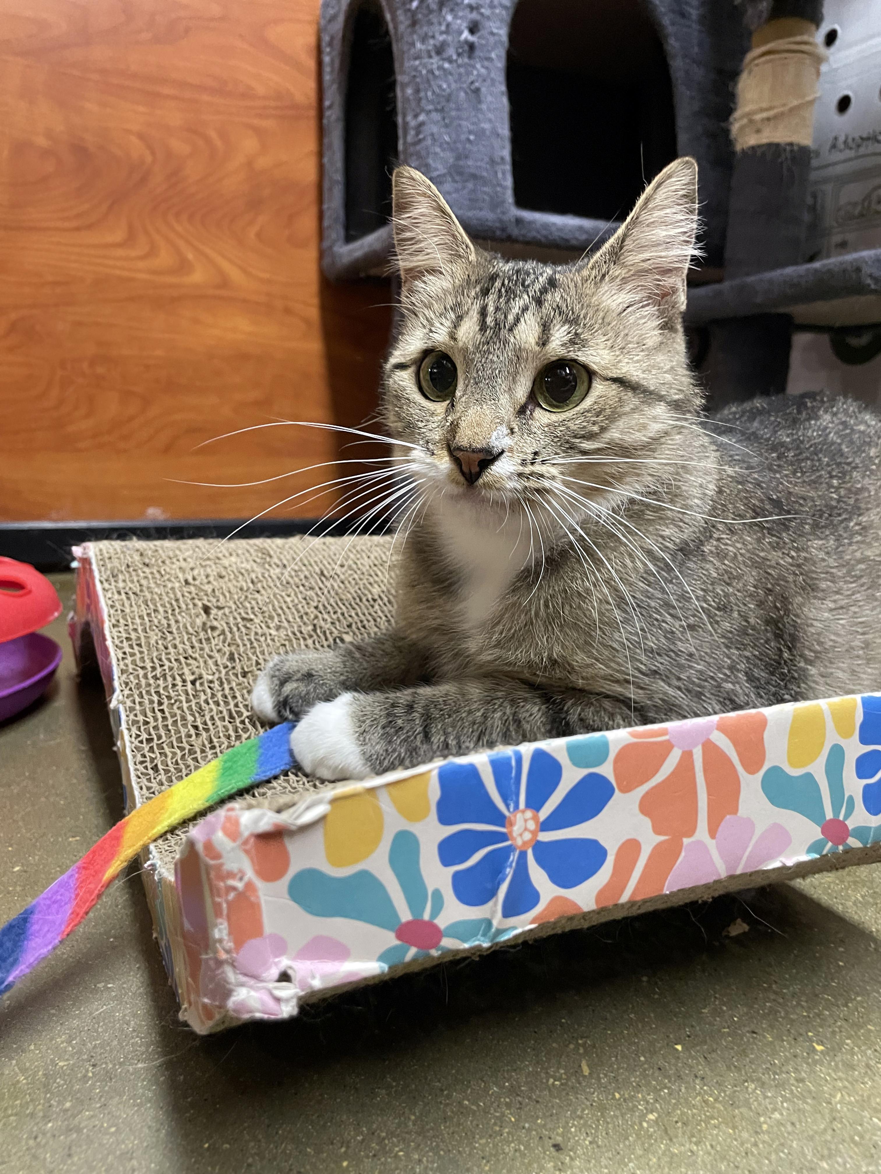 Jasmine, a ADOPTABLE Domestic Short Hair in Centerville, UT image 3/4