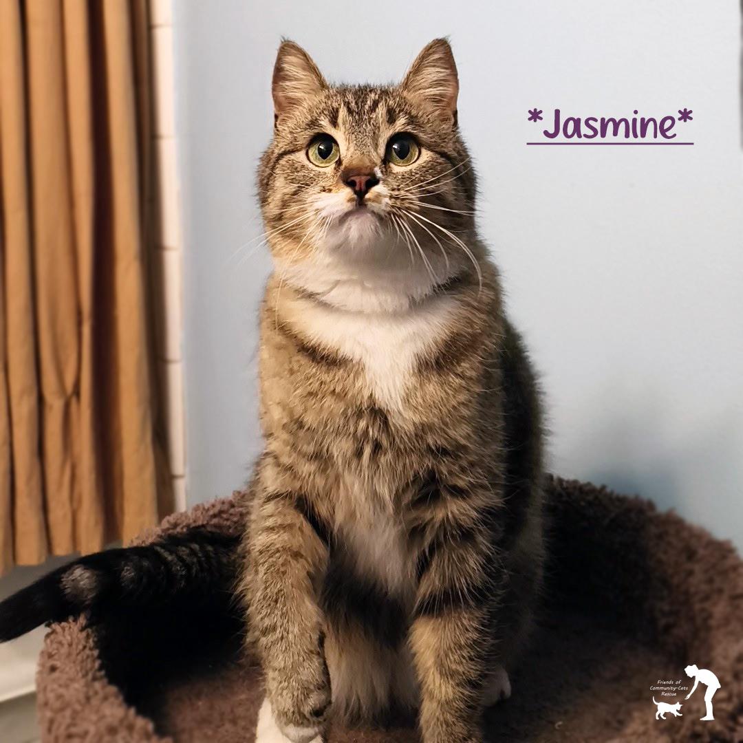 Enlarge Jasmine, a ADOPTABLE Domestic Short Hair in Centerville, UT image 1/1