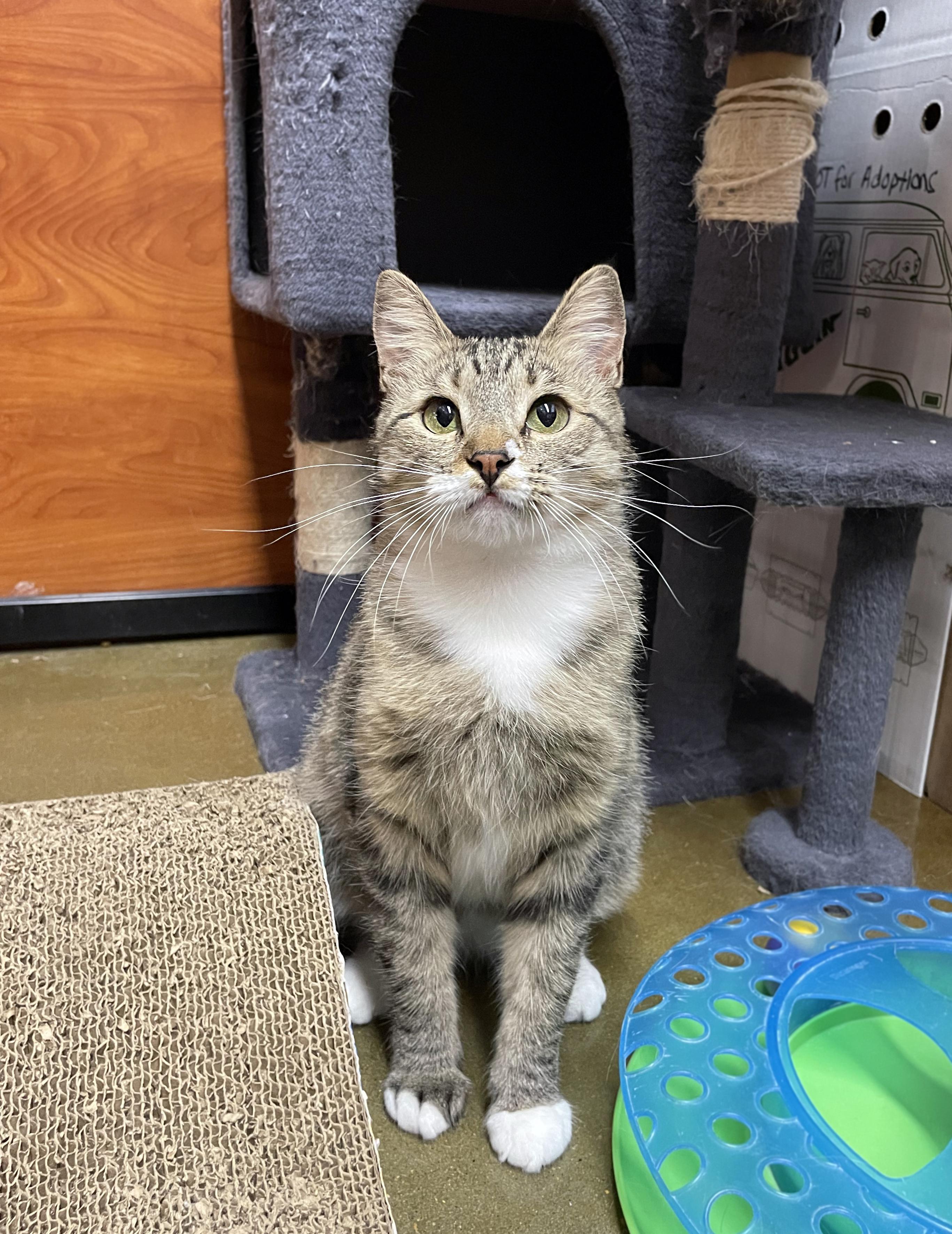 Jasmine, a ADOPTABLE Domestic Short Hair in Centerville, UT image 4/4