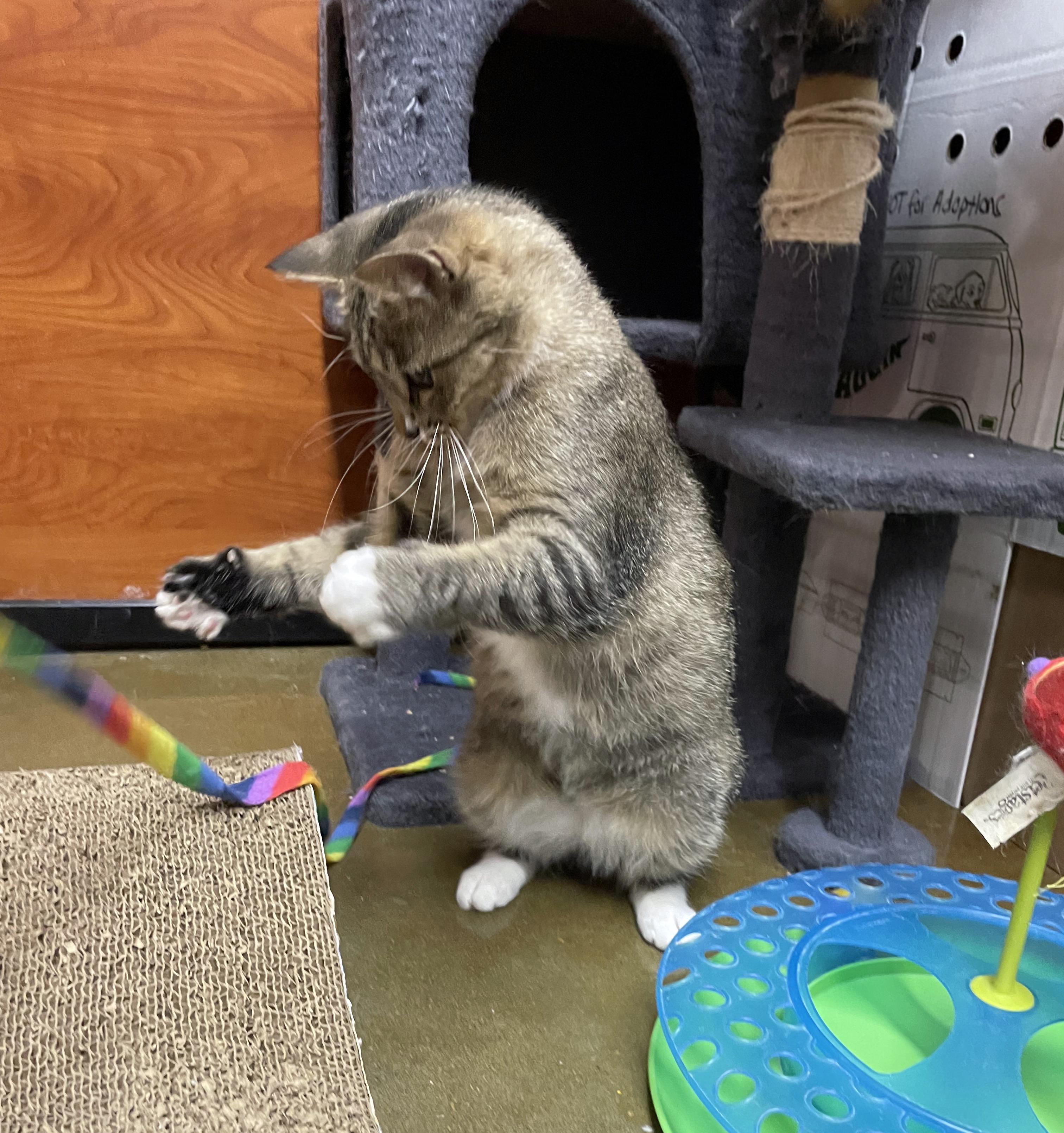 Jasmine, a ADOPTABLE Domestic Short Hair in Centerville, UT image 2/4