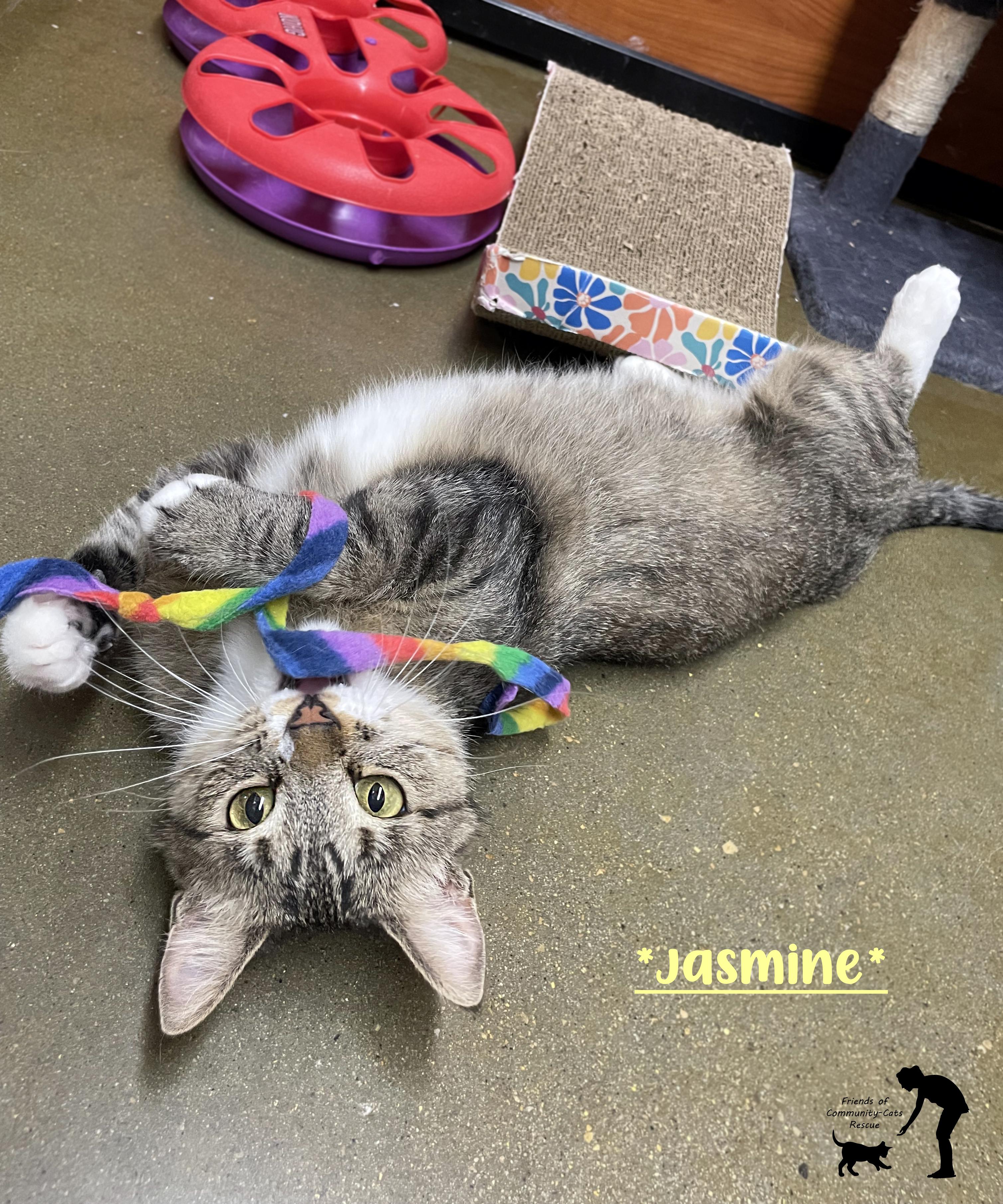 Jasmine, ADOPTABLE, Adult Female Domestic Short Hair.