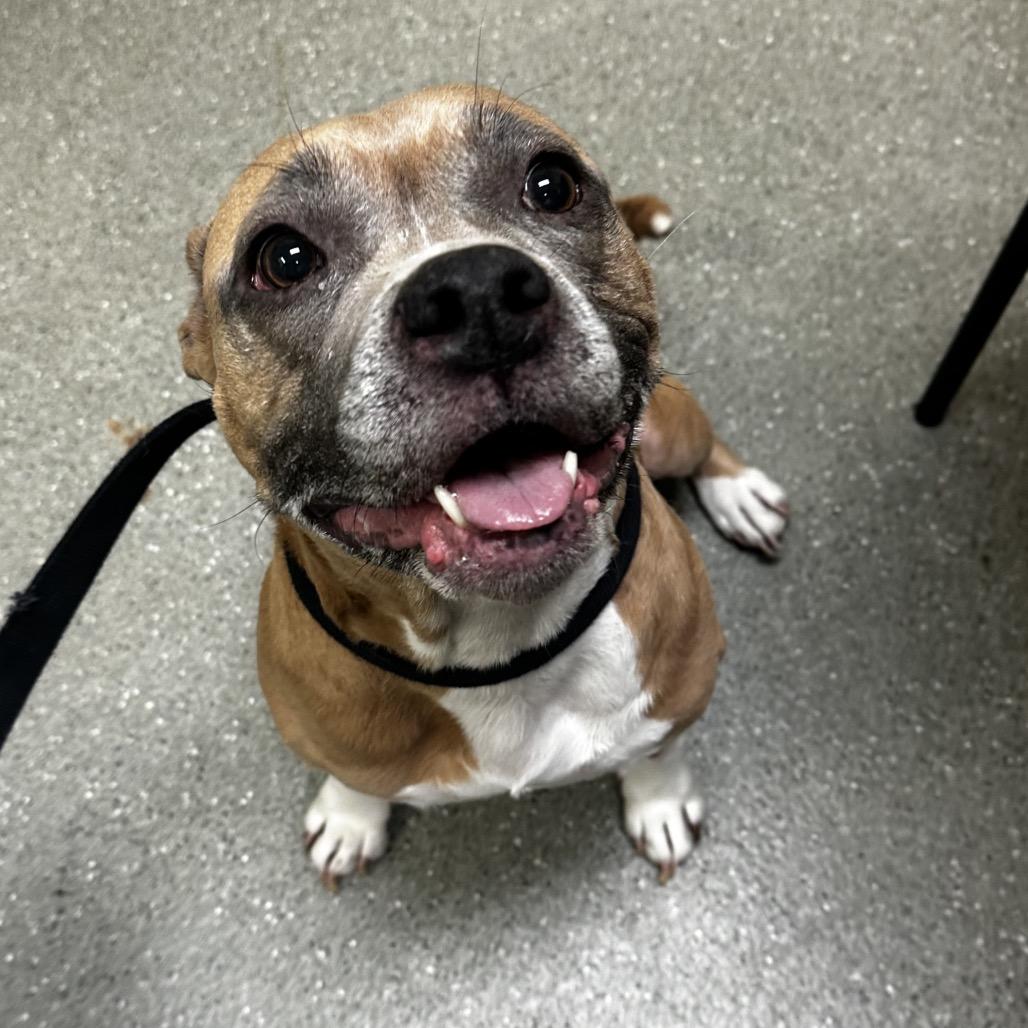 Sugar Cookie, Adoptable, Adult Female Pit Bull Terrier.