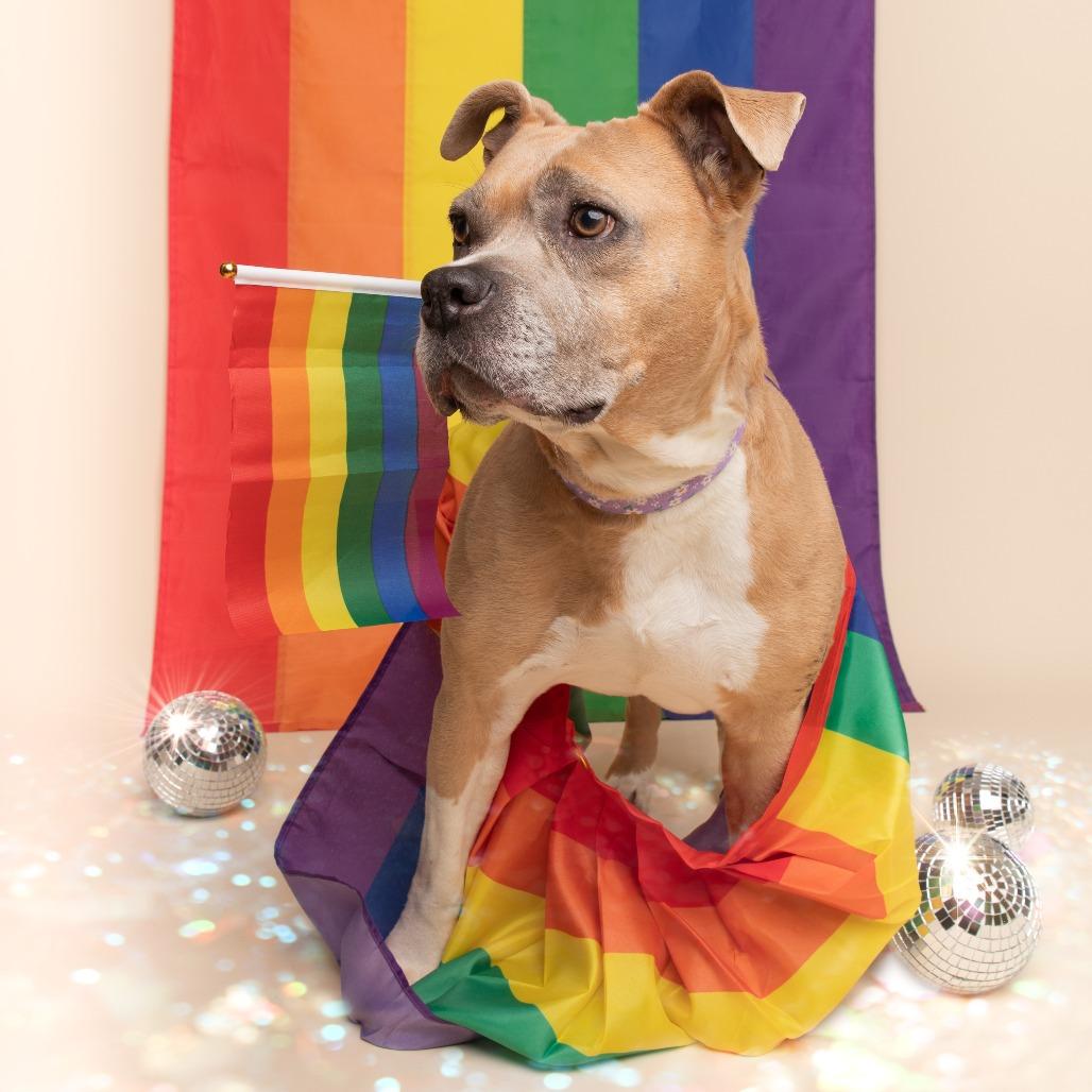Enlarge Sugar Cookie, a Adoptable Pit Bull Terrier in Newark, DE image 2/6