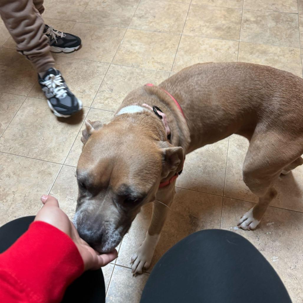 Enlarge Sugar Cookie, a Adoptable Pit Bull Terrier in Newark, DE image 3/6