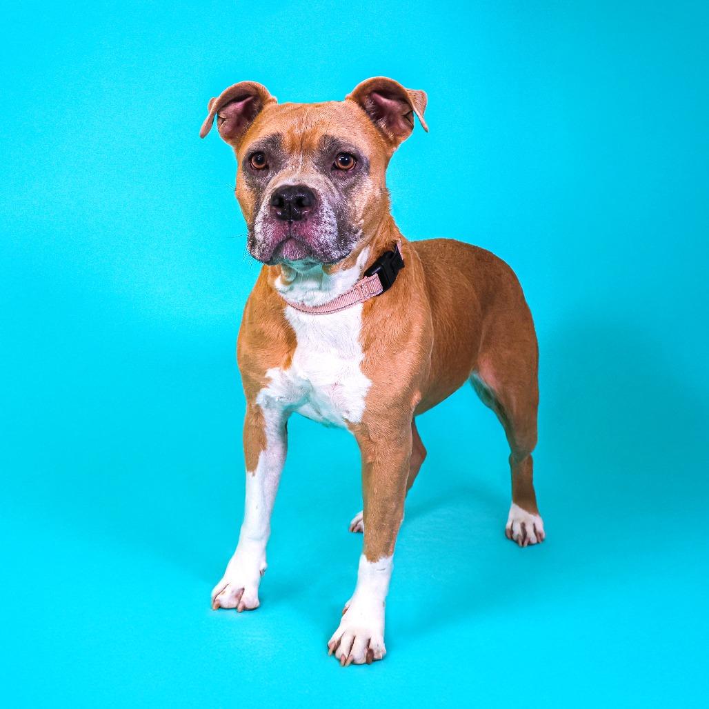 Enlarge Sugar Cookie, a Adoptable Pit Bull Terrier in Newark, DE image 4/6