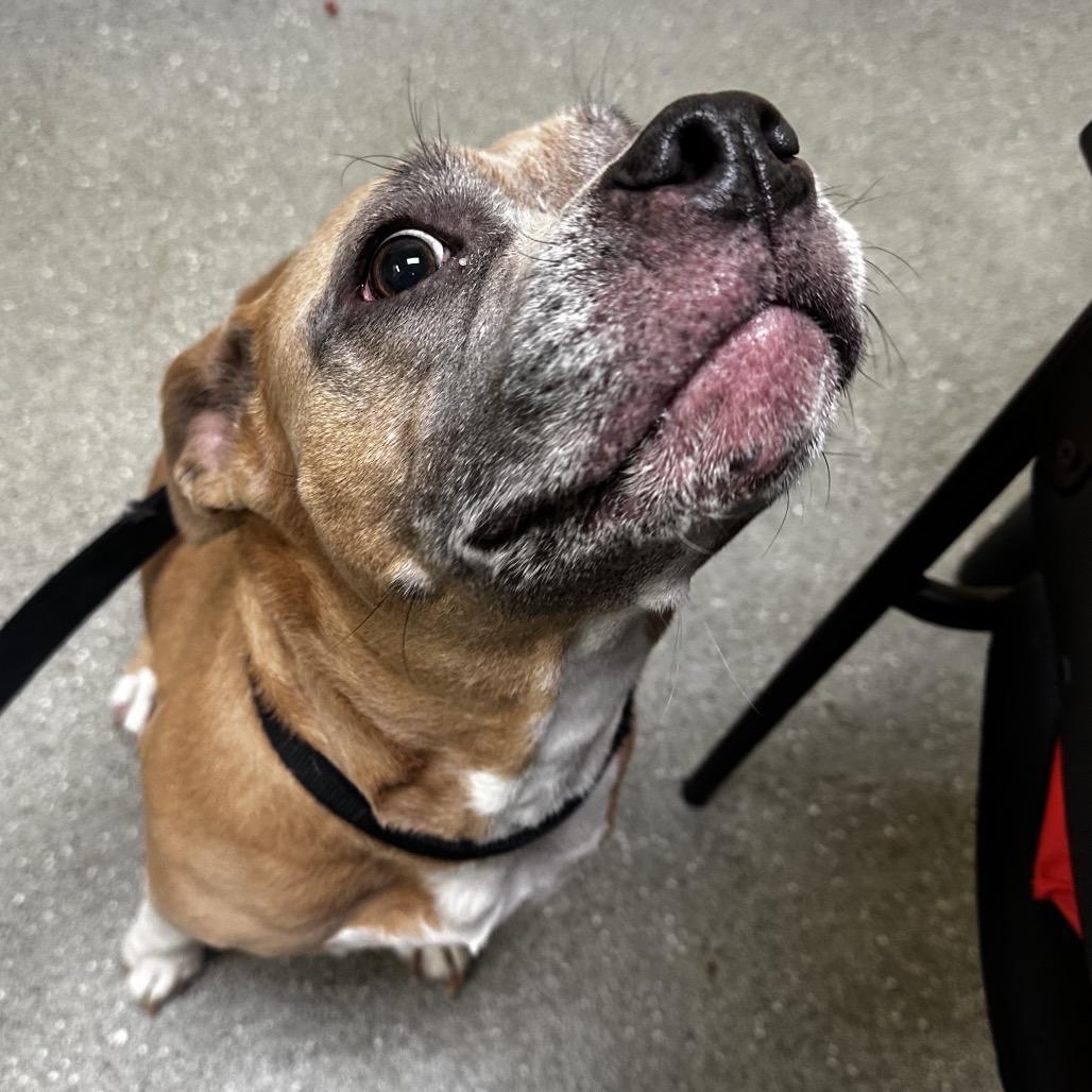 Enlarge Sugar Cookie, a Adoptable Pit Bull Terrier in Newark, DE image 5/6