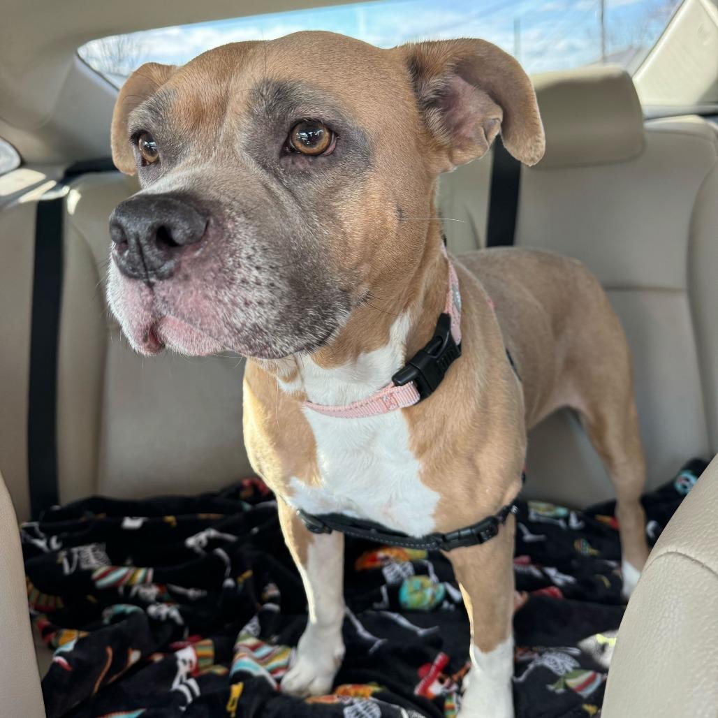 Enlarge Sugar Cookie, a Adoptable Pit Bull Terrier in Newark, DE image 6/6