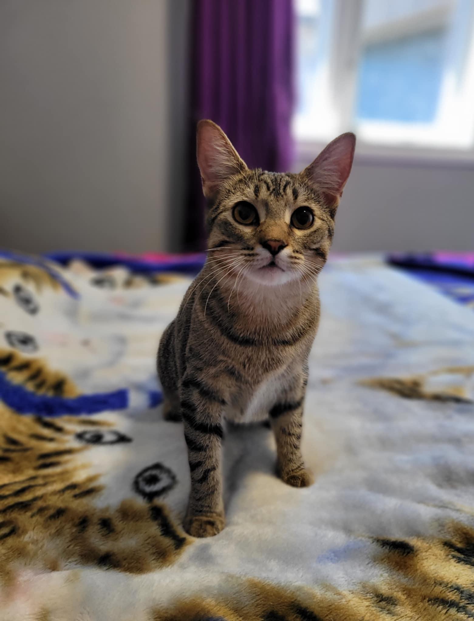 MEGAN, a Adoptable Domestic Short Hair in Shakespeare, ON image 1/4