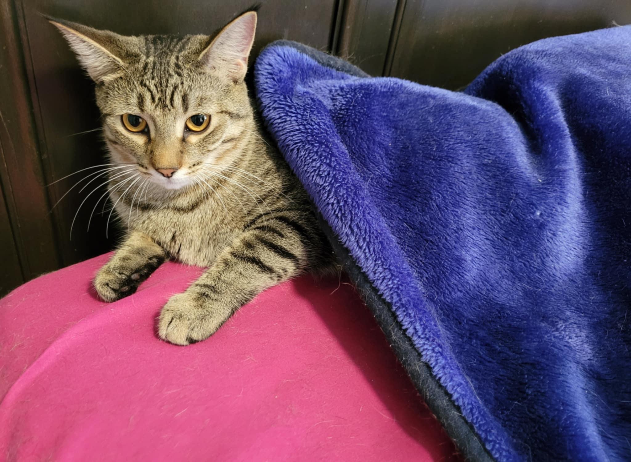 MEGAN, a Adoptable Domestic Short Hair in Shakespeare, ON image 3/4