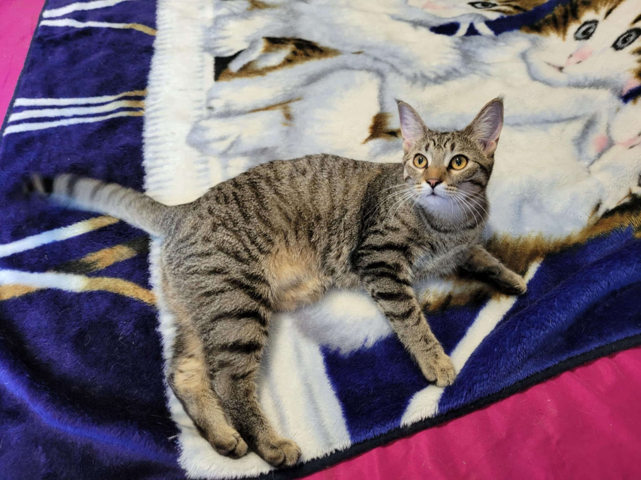 MEGAN, a Adoptable Domestic Short Hair in Shakespeare, ON image 4/4