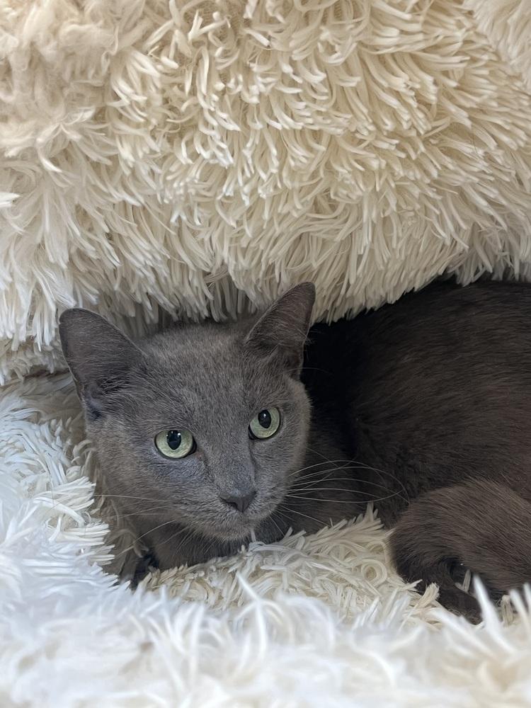 Banana, Adoptable, Adult Female Domestic Short Hair.