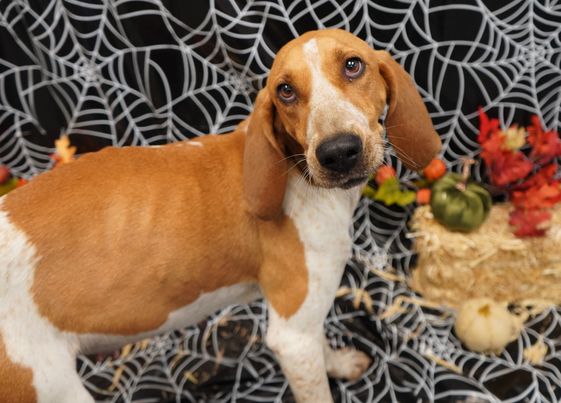 Roma, Adopted, Young Female Coonhound.