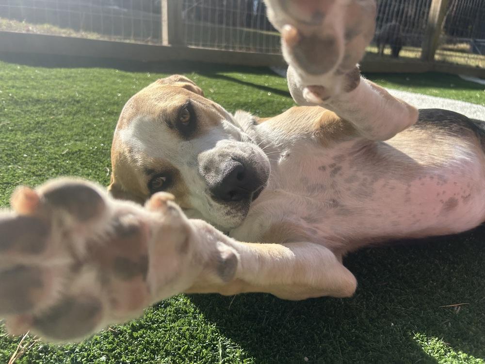 Bentley, Adoptable, Adult Male Hound & Coonhound.