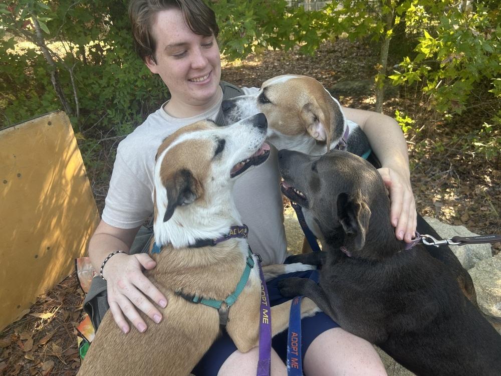 Enlarge Bentley, a Adoptable mixed breed in Youngsville, NC image 2/6