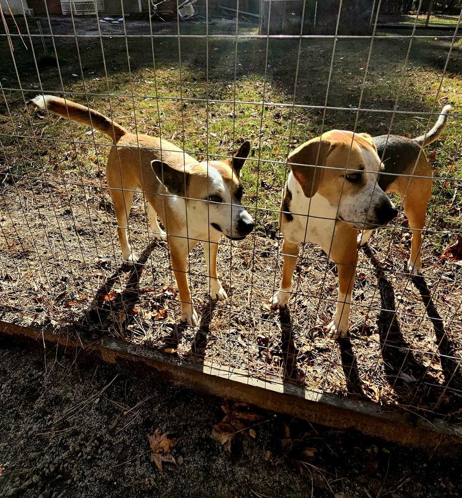 Enlarge Bentley, a Adoptable mixed breed in Youngsville, NC image 3/6