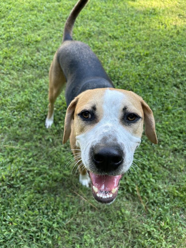 Enlarge Bentley, a Adoptable mixed breed in Youngsville, NC image 5/6