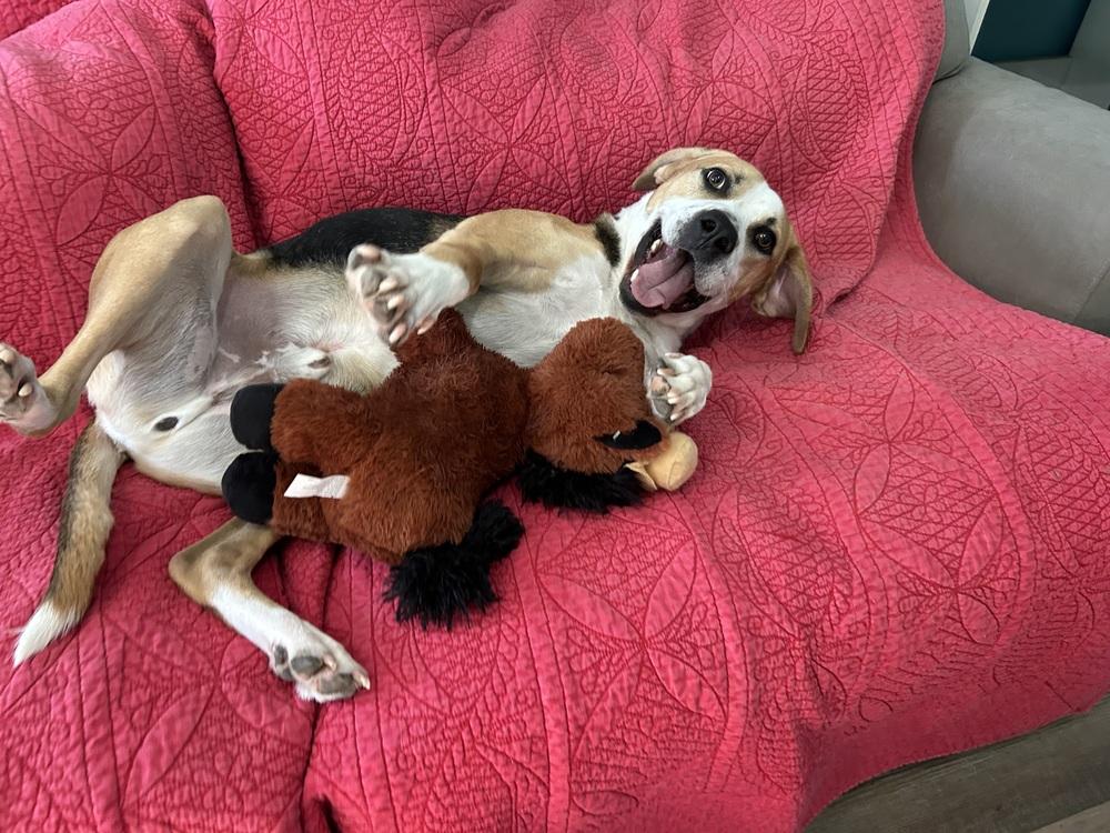 Enlarge Bentley, a Adoptable mixed breed in Youngsville, NC image 6/6