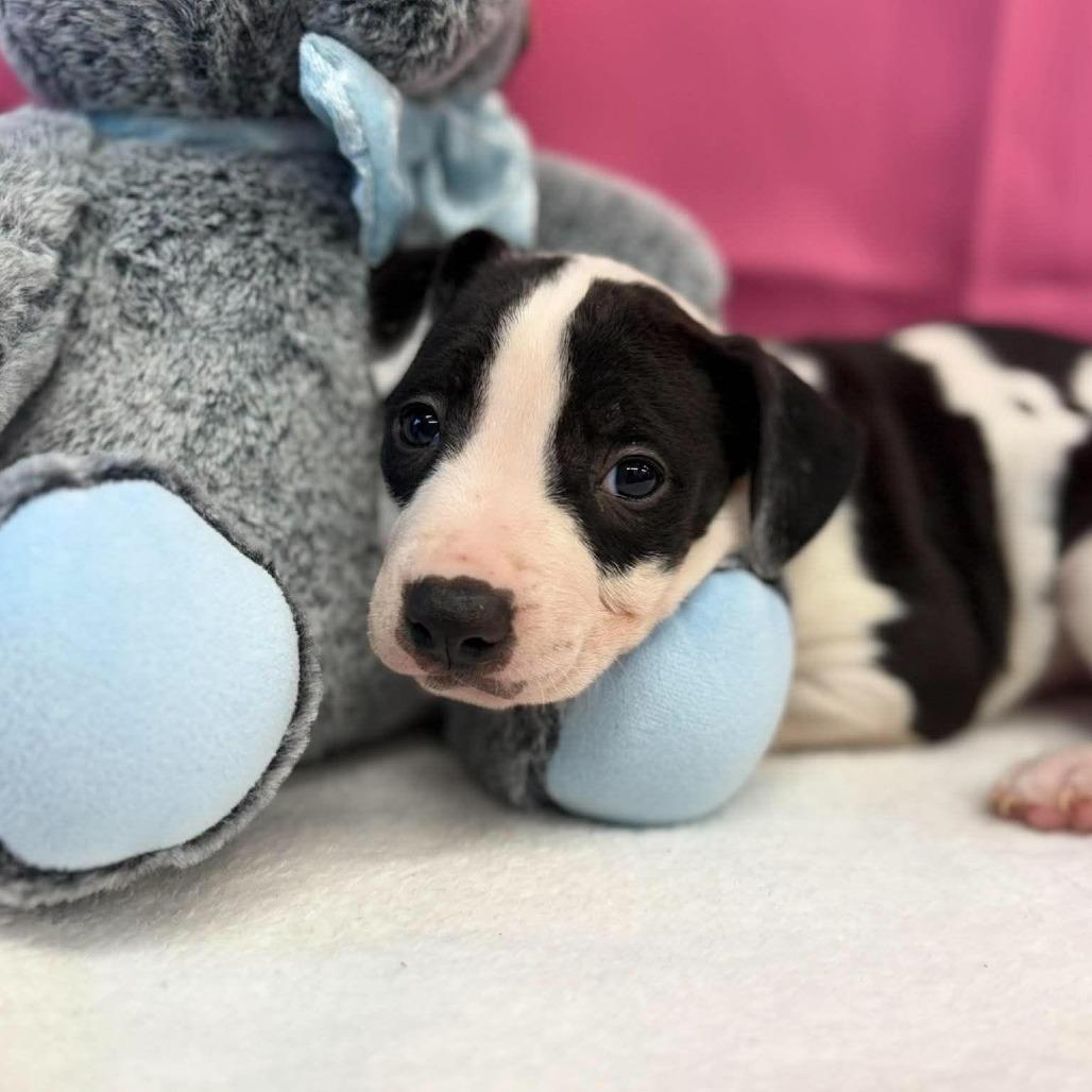 Zoe, Adoptable, Puppy Female American Staffordshire Terrier & Mixed Breed.