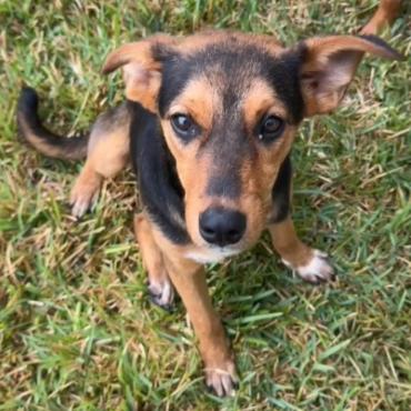 Max, Adoptable, Young Female Mixed Breed.