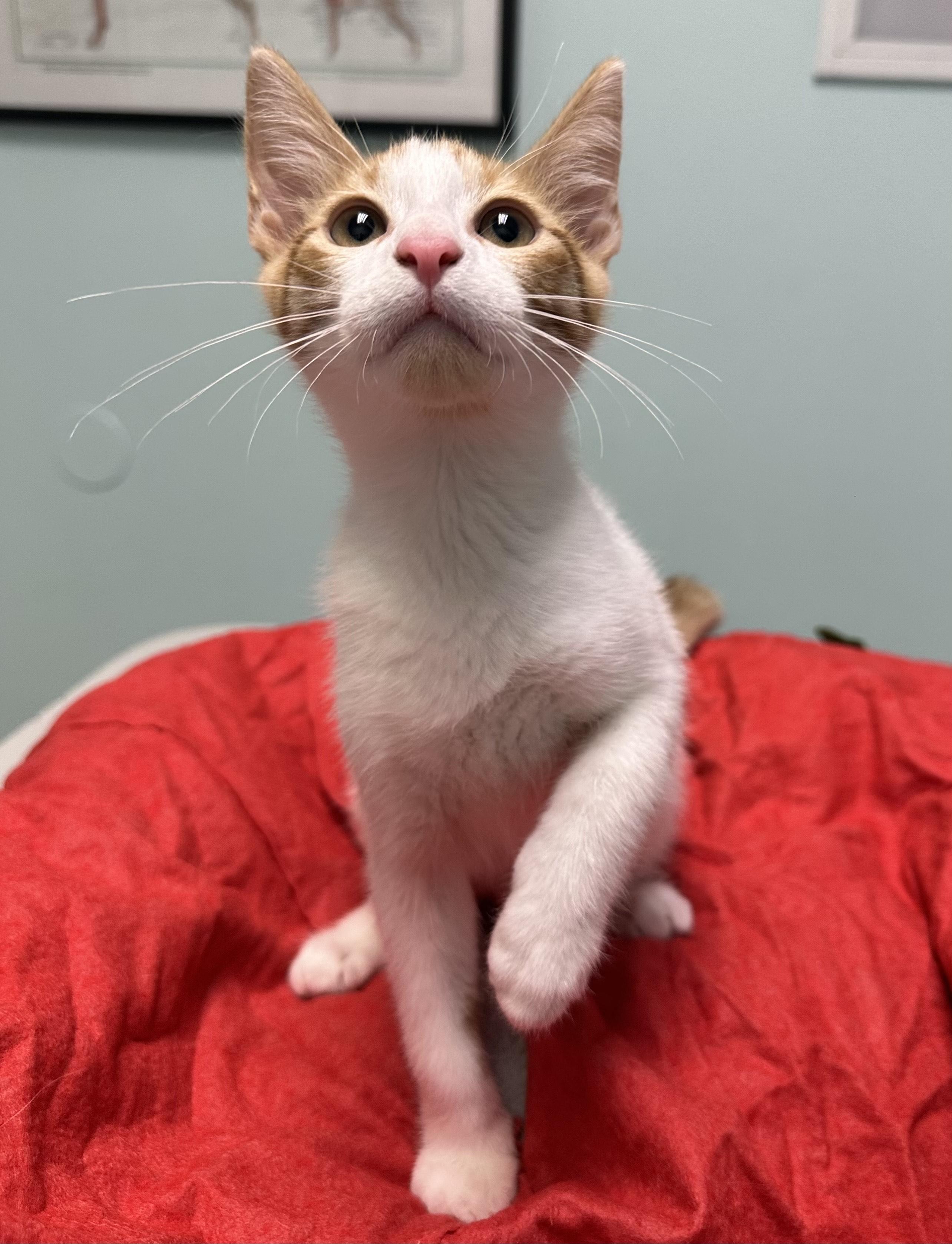 Carmelo, ADOPTABLE, Young Male Domestic Short Hair.