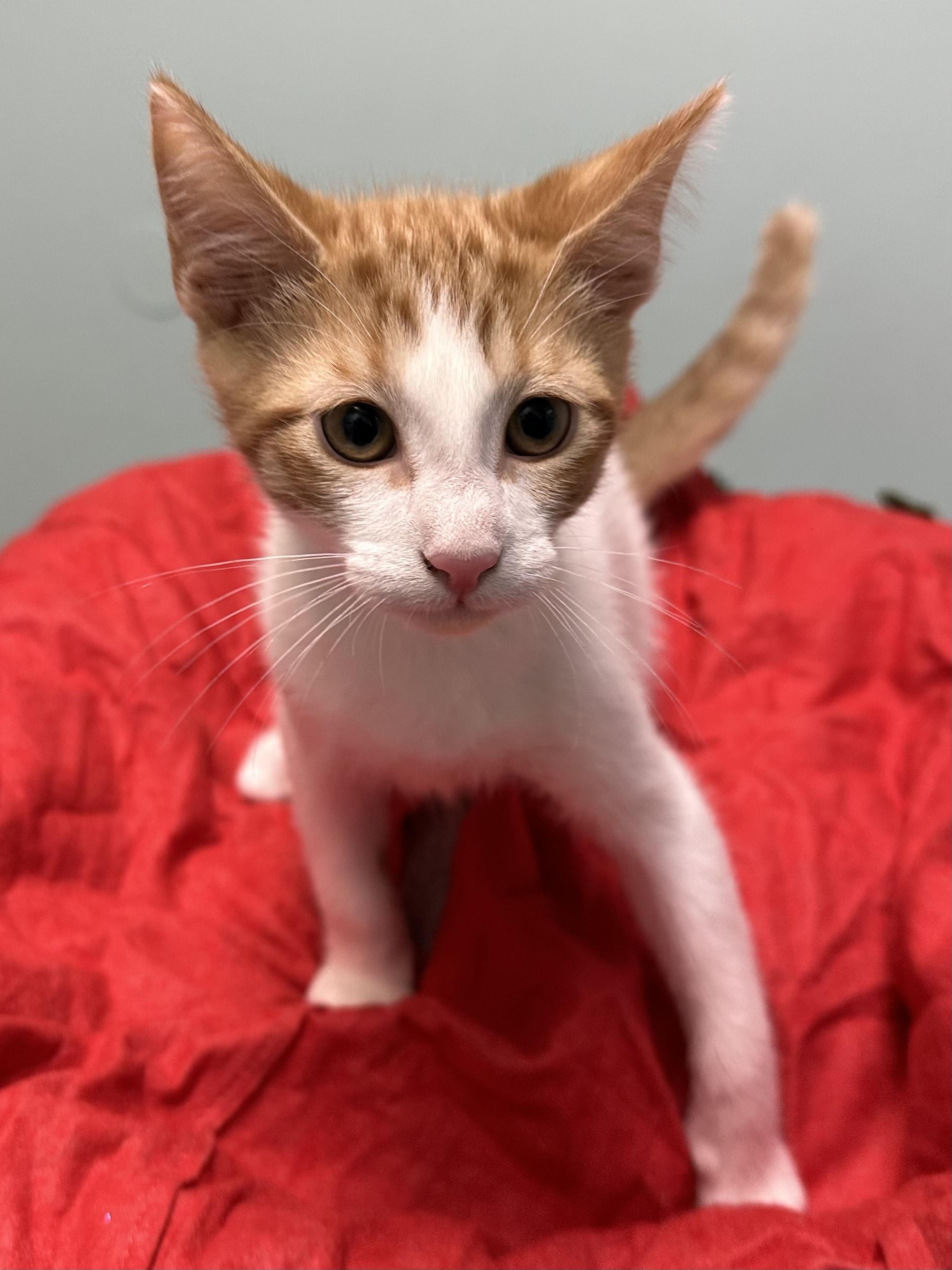 Enlarge Carmelo, a ADOPTABLE Domestic Short Hair in Miami, FL image 4/4