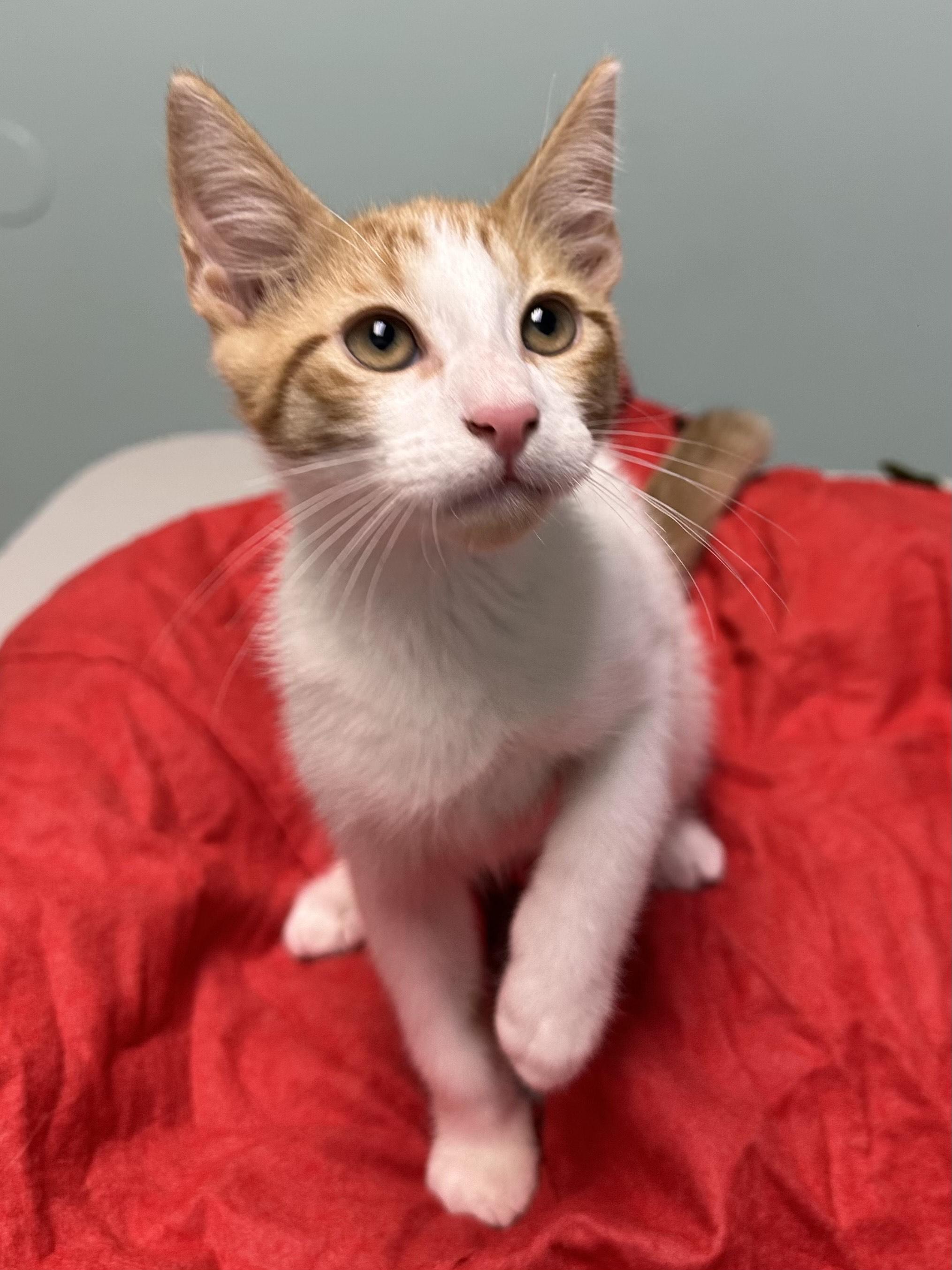 Enlarge Carmelo, a ADOPTABLE Domestic Short Hair in Miami, FL image 2/4