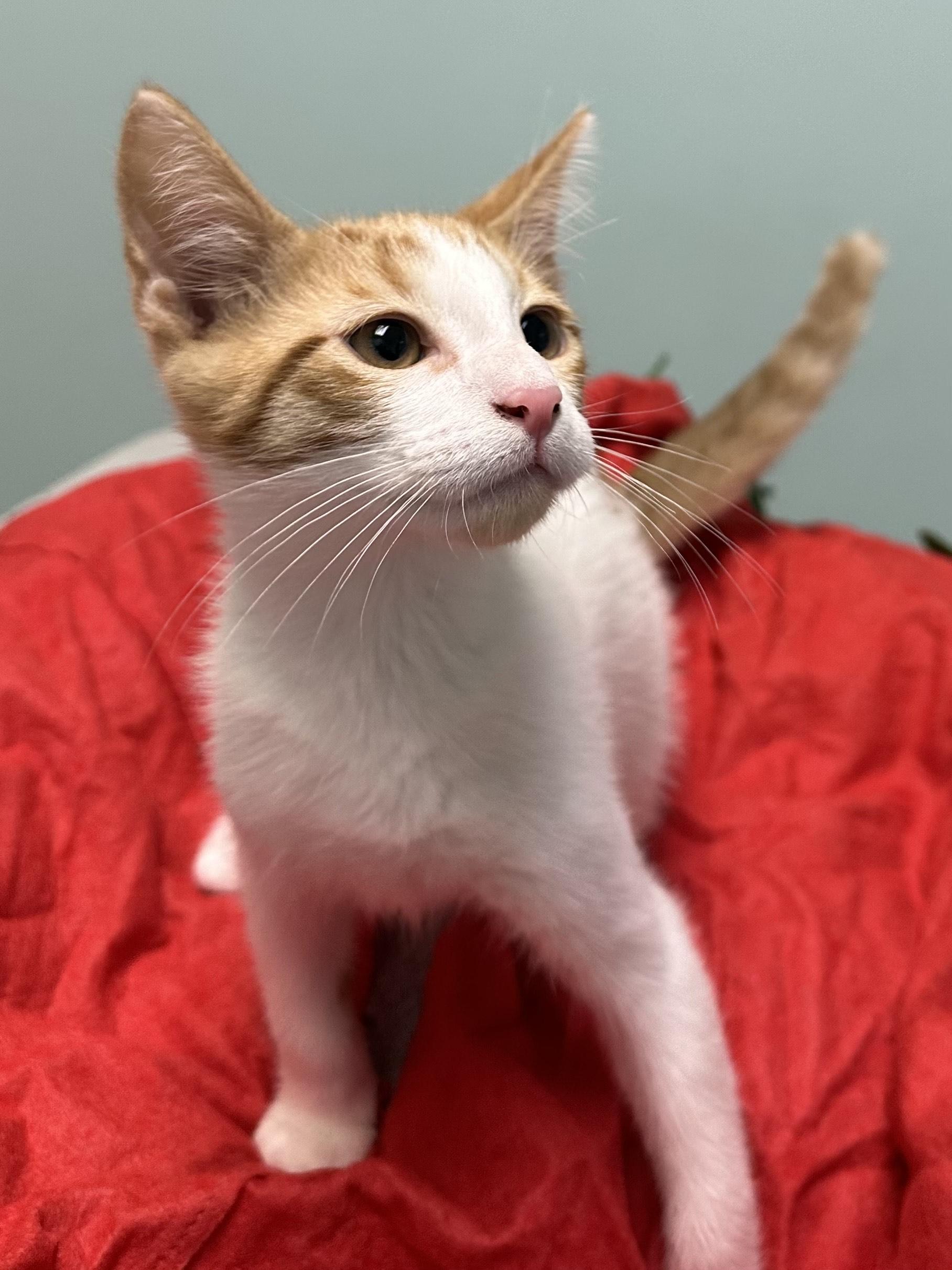 Enlarge Carmelo, a ADOPTABLE Domestic Short Hair in Miami, FL image 3/4