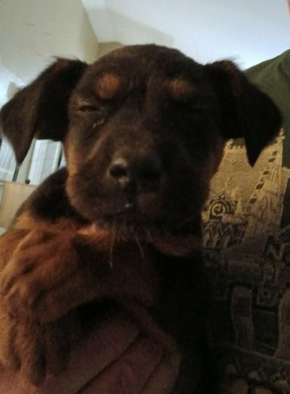 Lennie, a Adoptable mixed breed in Florissant, MO image 1/4