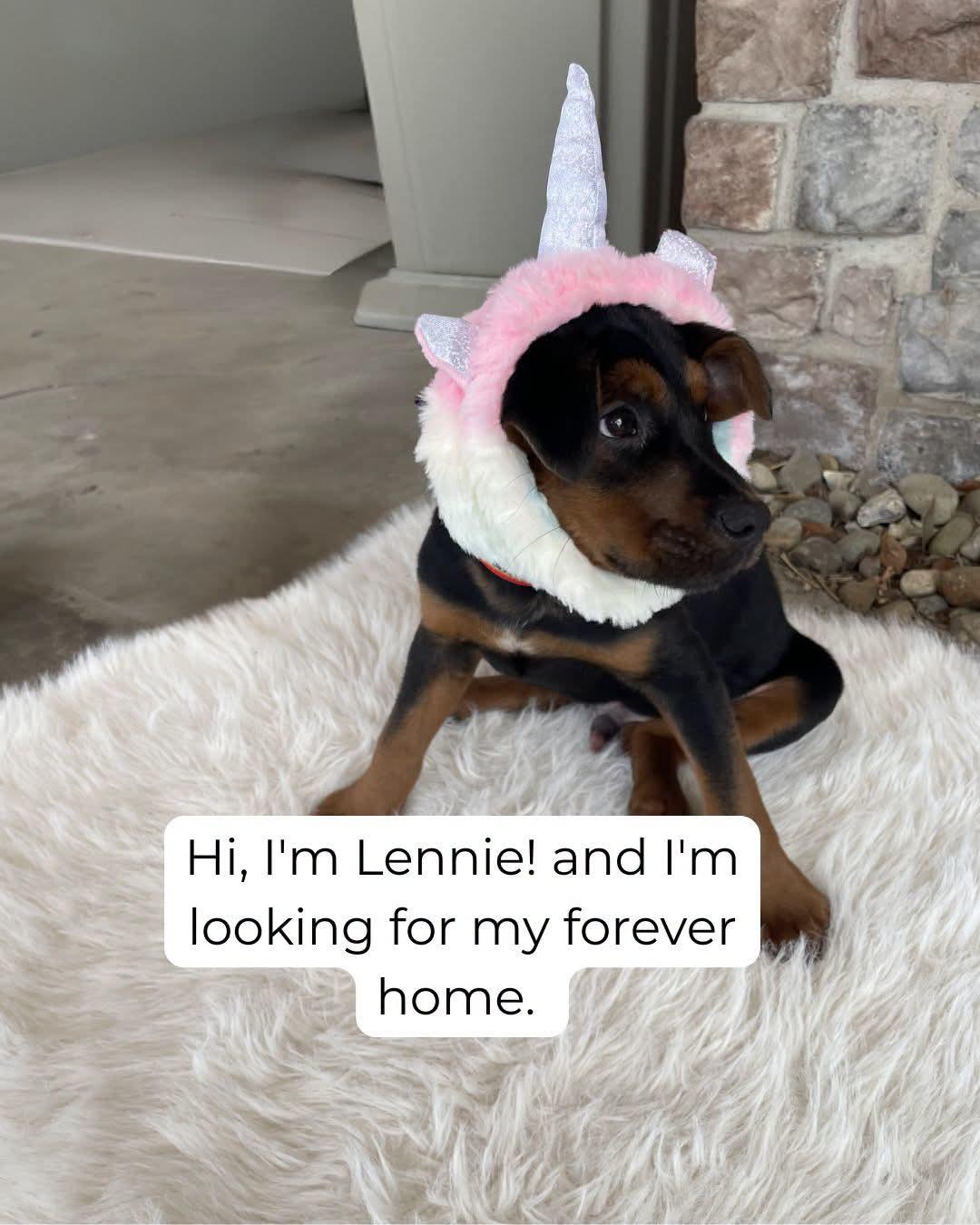 Lennie, a Adoptable mixed breed in Florissant, MO image 2/4