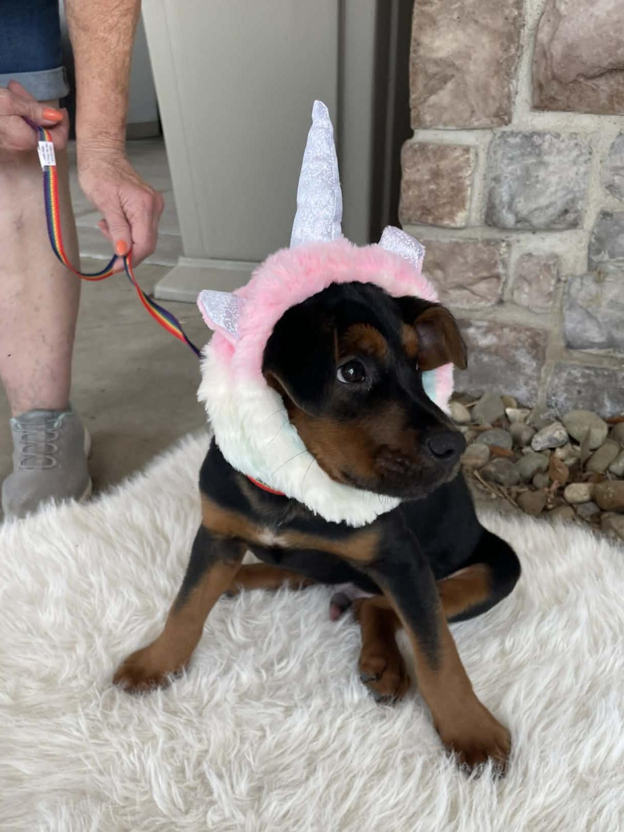 Lennie, a Adoptable mixed breed in Florissant, MO image 3/4