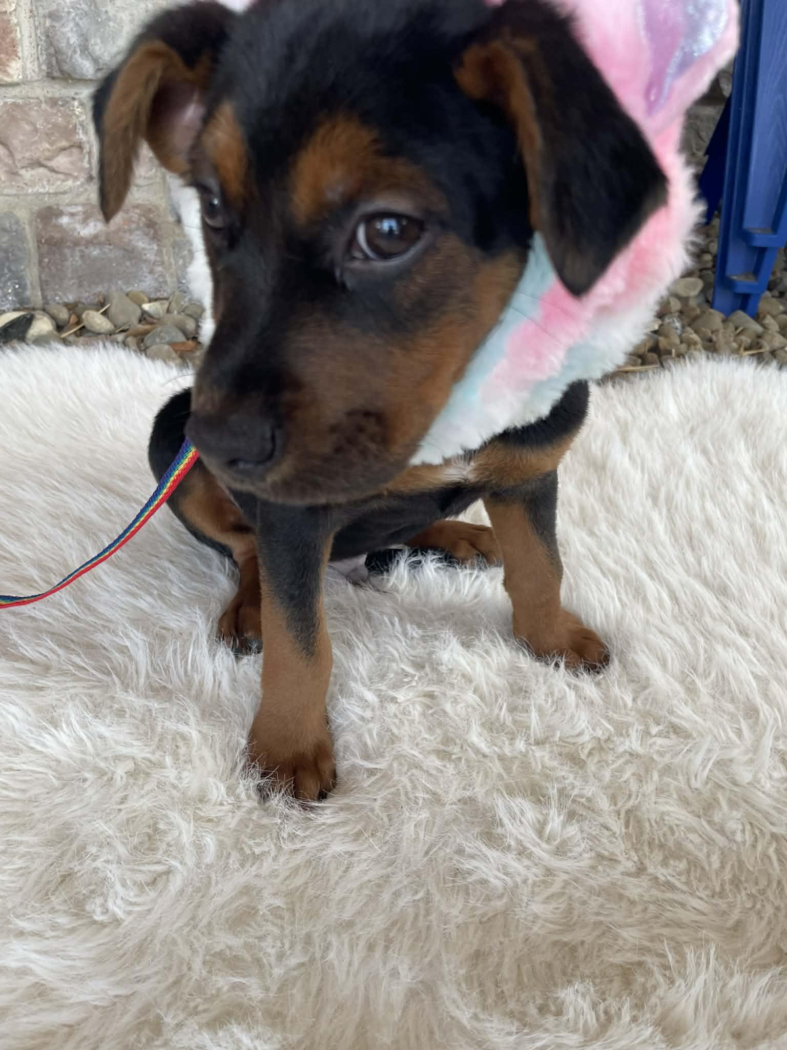 Lennie, a Adoptable mixed breed in Florissant, MO image 4/4