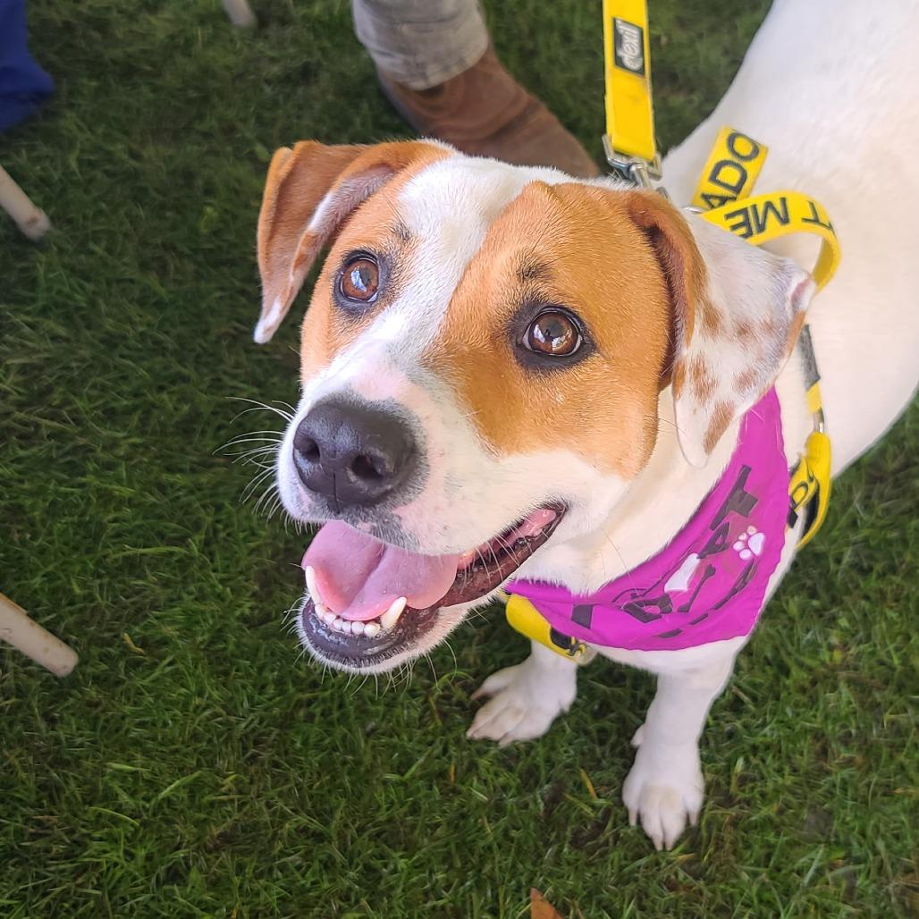 Enlarge Nim, a Adoptable Mixed Breed in Galveston, TX image 1/6